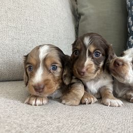Dachshund Puppies from Southern Pearl Doxies