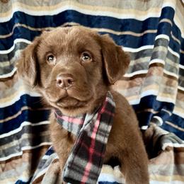 Bear - Chocolate male Labrador Retriever puppy in Sullivan, Missouri from O’Dell Labs