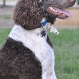 Poodles from Morgan’s Poodles