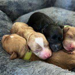 Cavapoo puppies from Jersey Shore Double Doodles