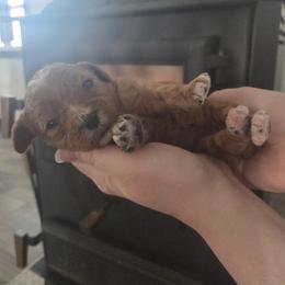 Juliet - Red female Cavapoo puppy in Hudson, Michigan from Peaceful Pines LLC