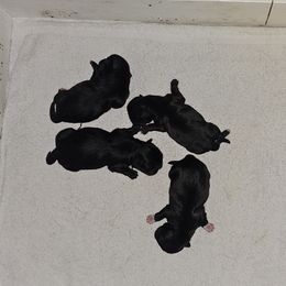 AKC BOY 1 - Black male Pekingese puppy in Maurice, Louisiana from Stephanie's Bayou Pekingese