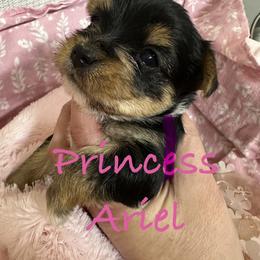 Tiny Princess Ariel - Black and tan female Yorkshire Terrier puppy in Fairview, West Virginia from Prims Puppies LLC