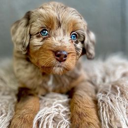 Macchiato - Red merle Aussiedoodle puppy in Chattanooga, Tennessee from Remedy Ridge Aussiedoodles