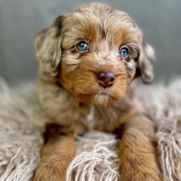 Macchiato - Red merle Aussiedoodle puppy in Chattanooga, Tennessee from Remedy Ridge Aussiedoodles