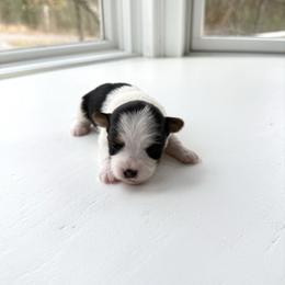 Mia - Parti female Yorkshire Terrier puppy in Nesbit, Mississippi from Bluff City Yorkies