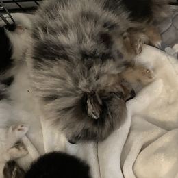 Pomeranian Puppies from Yates Pomeranians