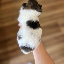 Nala - Brindle female Pomeranian puppy in Nashville, Arkansas from Cuddles n Curls