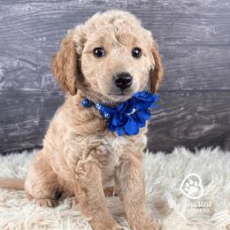 KitKat - Apricot female Goldendoodle puppy in Utah County, Utah from Big Hearted Breeders