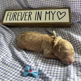 Beacon - Red  female Goldendoodle puppy in Camden, North Carolina from Oopsie Doodles of NC