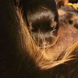 Green boy - Black and mahogany male Rottweiler puppy in Custer County, Oklahoma from Rough Creek Kennels
