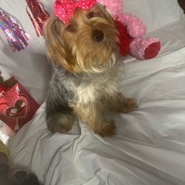 Millie - Yorkshire Terrier