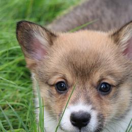 Mars🌕 - Sable Pembroke Welsh Corgi puppy in Centralia, Washington from AJ's Valley View Corgis