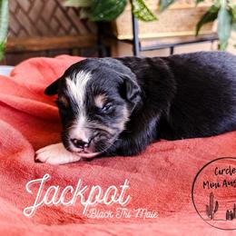Jackpot - Black tri male Miniature Australian Shepherd puppy in Apache Junction, Arizona from Circle T Mini Aussies