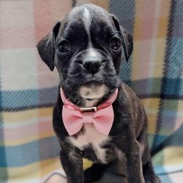 Zoe - Brindle female Boxer puppy in Mountain Home, Idaho from LJK Boxers & Toy Aussies