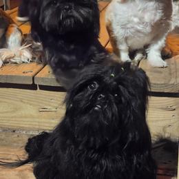 Shih Tzu puppies from Wild Wind Shih Tzu