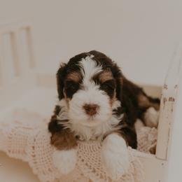 Miley - Brown female Bernedoodle puppy in Wamego, Kansas from Doodles of Oz