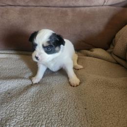 Girl 2 Sage - White and black female Papillon puppy in Bon Aqua, Tennessee from Rene's Papillon