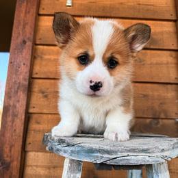 Tank - Sable male Pembroke Welsh Corgi puppy in El Dorado Springs, Missouri from Trixie Dixie