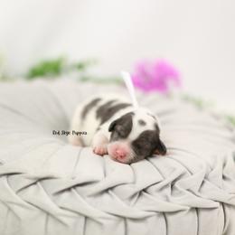 Indy (White Collar Girl) - Merle female Cavapoo puppy in Republic, Missouri from Red Skye Puppies