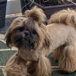 Peni - Shih Tzu