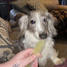 Chaos - Dachshund