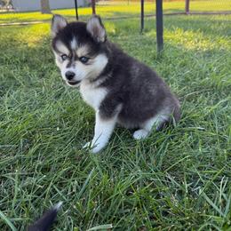 Prince Charming - Black and white male Pomsky puppy in Lyons, Nebraska from Goodness Gracious Pomskies