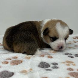 Lady - Red female Pembroke Welsh Corgi puppy in Waco, Texas from The Comma Corgis