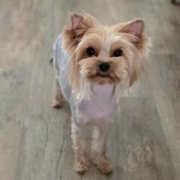 Bella - Yorkshire Terrier