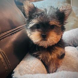 Jax - Black and tan male Yorkshire Terrier puppy in Silver Springs Shores, Florida from Top Notch Pupz