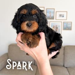Spark - Black and tan male Cavapoo puppy in South Jordan, Utah from Wonderful World Doodles