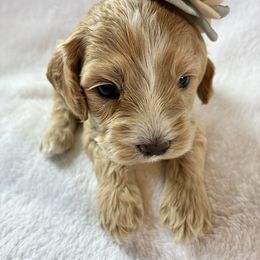 Rachel - Buff and white female Cockapoo puppy in Adrian, Oregon from ApplebyFarm