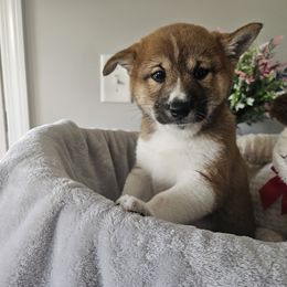 Shiba Inu Puppies from Shiba Shenanigans