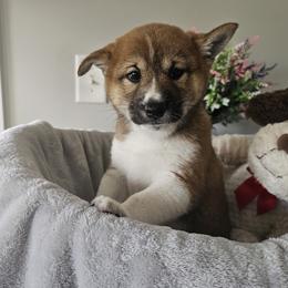 Shiba Inu Puppies from Shiba Shenanigans