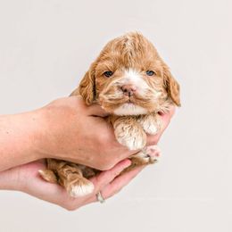 Cockapoo Puppies from Eden Dog