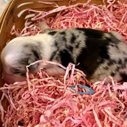 Autumn - Red merle female Miniature Australian Shepherd puppy in Port Saint Lucie, Florida from Charlene Brannon's Mini Australian Shepherds