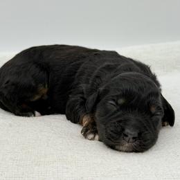 Ruby - Phantom female Bernedoodle puppy in Bellville, Ohio from Bernedoodle Buddies