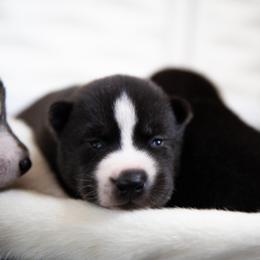Abyss - Agouti and white female Siberian Husky puppy in Greenville, North Carolina from Ivie Huskies