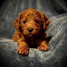 Liam - Red male Cavapoo puppy in North Branch, Minnesota from Rosie’s Pups MN