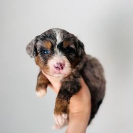 Domino - Tri-color male Bernedoodle puppy in Auburn, Indiana from Martin’s Doodles