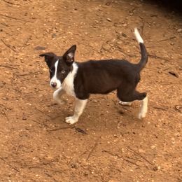 Boy 3 - White and red male Border Collie puppy in Meridian, Mississippi from Border Hollow Border Collies