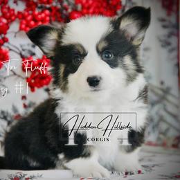 Black Tri FLUFF  Boy 1 - Black and tan male Pembroke Welsh Corgi puppy in Locust Grove, Oklahoma from Hidden Hillsides Corgis
