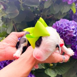 Lime Green - Black and white female Sheepadoodle puppy in Camden, North Carolina from Luv My Doodle