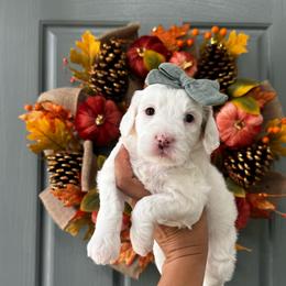 Girl 1 - Parti female Goldendoodle puppy in Elk Grove, California from Doodles by Faith