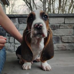 Benny - Black brown and white male Basset Hound puppy in Newton Grove, North Carolina from MGA Basset Hound