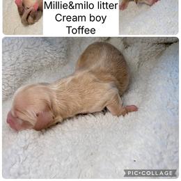 Toffee - Cream male Dachshund puppy in Fort Worth, Texas from The Holloway Dachshunds