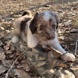 Sofia - Aussiedoodle puppy from Jojo the Sanpete Aussie