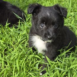 Wren - Black & white female Miniature Australian Shepherd puppy in Arlington, Texas from CopperHead Aussies