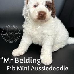 Mr Belding - Brown and white male Aussiedoodle puppy in Lake City, Florida from North Florida Poodles and Doodles