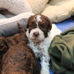 Lagotto Romagnolo Puppies from Royal and Loyal Lagotto Romagnolo